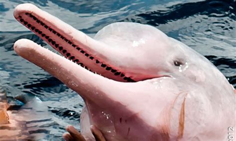 Pink Dolphin 5 Facts About The Amazon Pink River Dolphin
