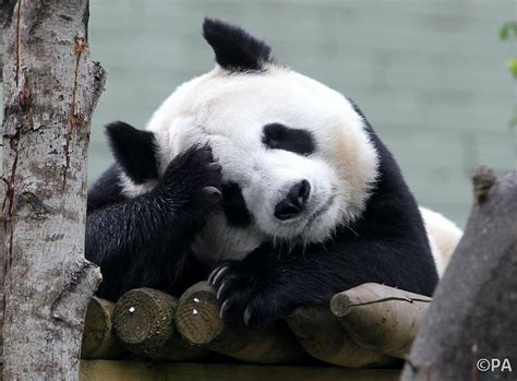 Price Of Captive Pandas May Be Borne By Those In The Wild
