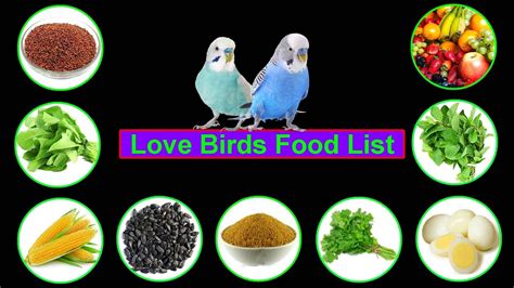 Best Foods For Love Birds Know What To Feed Your Feathery Pets Vlr