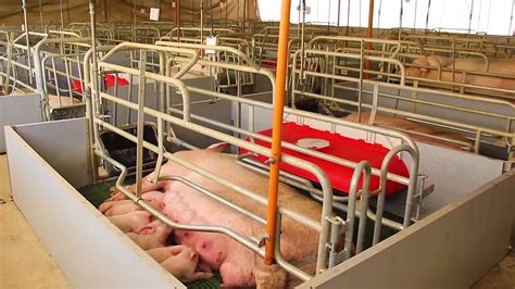 asociación peruana de porcicultores