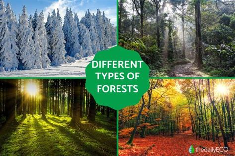 Different Types Of Forests Examples Of Forest Types With Photos