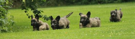 Anders als andere terrier hat er keinen ausgeprägten jagdinstinkt. Pro Terrier - Terrier Brasileiro