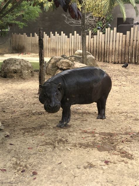 Female Pygmy Hippo Zoochat