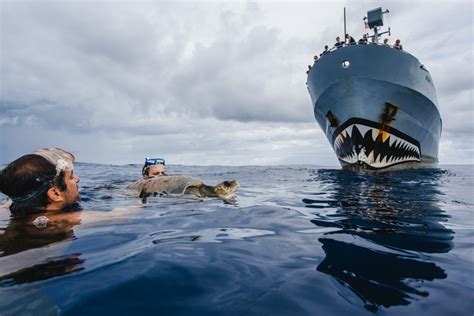 Sea Shepherd Conservation Society Protecting Marine Wildlife Worldwide