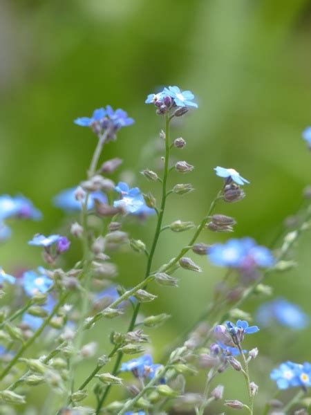 Forget me not flowers rapid city. Forget me not flower blue Free stock photos in JPEG (.jpg ...