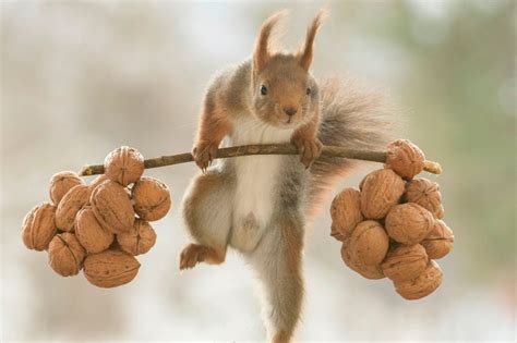 Hilarious Photos Show Squirrels Lifting Nutty Barbells