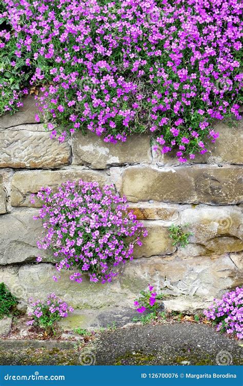 Purple Bougainvillea Growing On Old Brown Stucco Wall Royalty Free