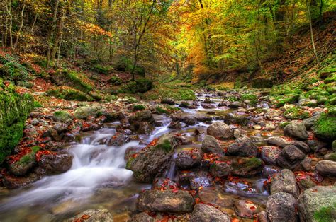 Forests Stones Autumn Stream Nature Wallpapers Hd Desktop And