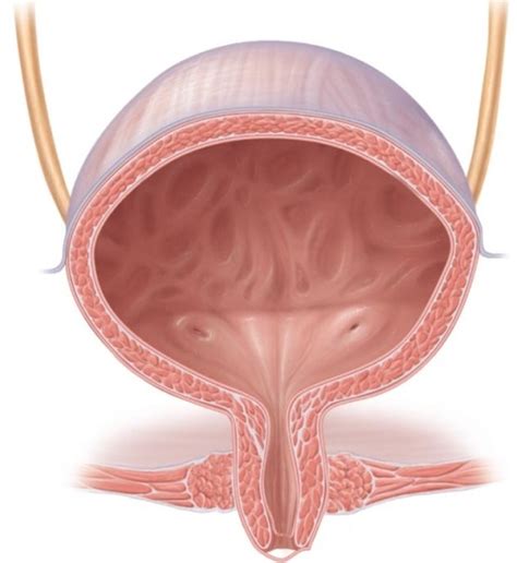 Female Bladder Urethra Diagram Quizlet