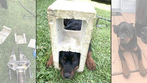 Jaws Of Life Used To Free Florida Dogs Head From Cinder Block
