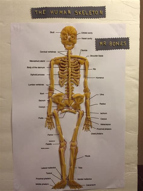 Human Skeleton With Pasta Noodles Mr Bones By Kr Biology Projects
