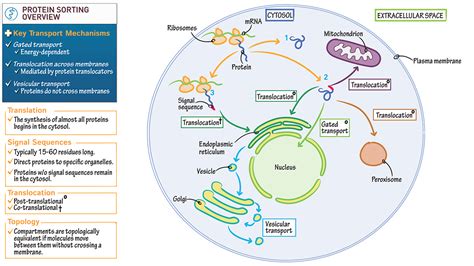 Cell Biology Protein Sorting Overview Ditki Medical And Biological