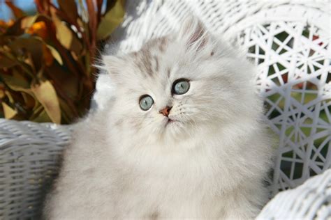 Give a warm welcome to dust bunny! Silver Persian KittensUltra Rare Persian Kittens For Sale ...