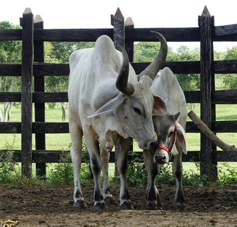Guzerat Bull Art Gado Dairy Cows Country Life Cattle Farm Animals