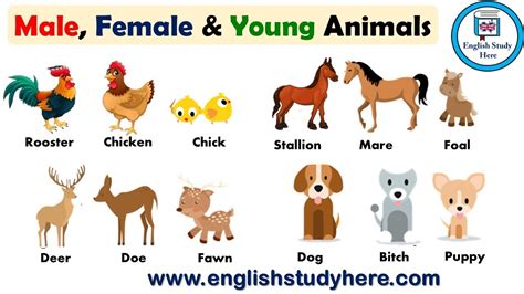 Top 196 Masculine And Feminine Words For Animals