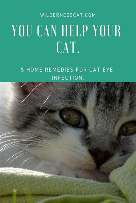 2 caring for an eye infection at home. Home Remedies for Cat Eye Infection | Cat eye infection ...