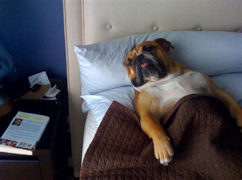 20 Sleepy Dogs Whore Definitely Not Letting You Sleep In Your Bed Tonight