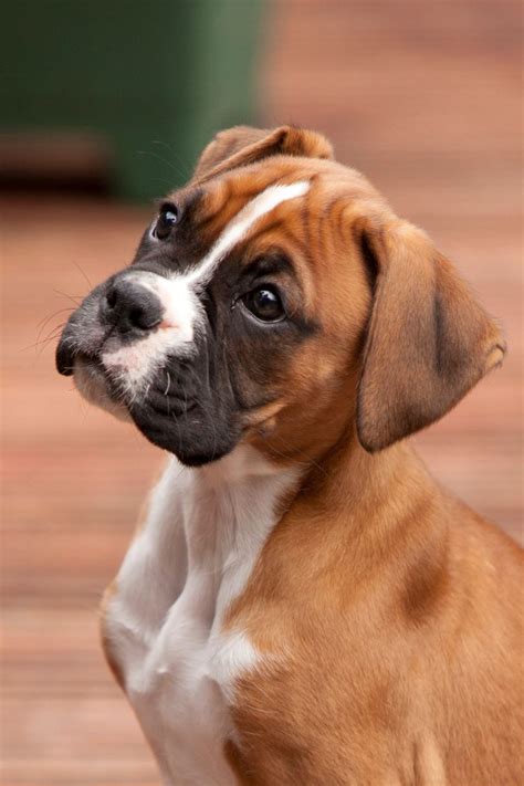 Beautiful Boxer Puppy Boxer Puppy Puppies Boxer