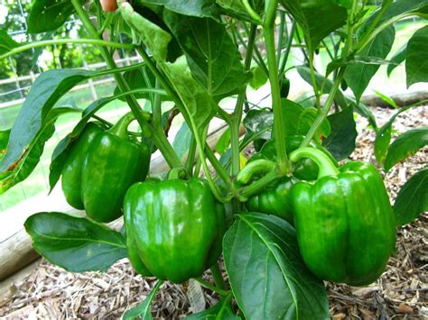 Growing Peppers In Your Container Vegetable Garden