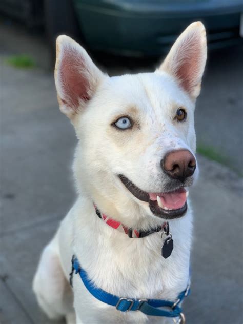 Dog Of The Day Gorgeous Husky White Shepherd Mix The Dogs Of San