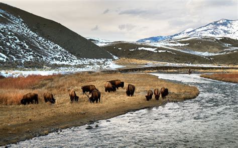 Wild Herd Of Bison Hd