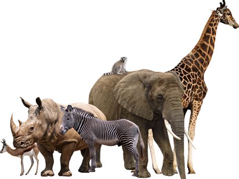 Download Wild Animals Png Transparent Wild Animals - African Animals Transparent Background PNG ...