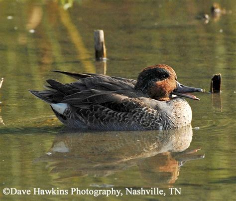 Green Winged Teal Duck Anas Crecca Find Out Information