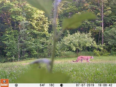 Rare’ Cougar Photographed By Upper Peninsula Trail Camera