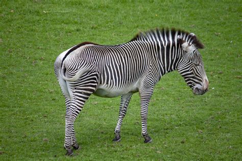 Grévys Zebra Edinburgh Zoo Rich Jacques Flickr