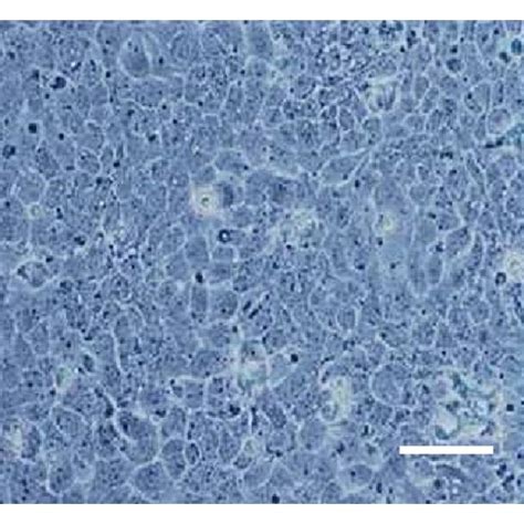 A Hacat Cells Growth And Confluence Curves Under Normal Culture