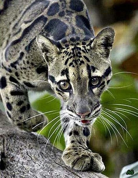 Clouded Leopard Clouded Leopard Spotted Animals Leopard Pictures