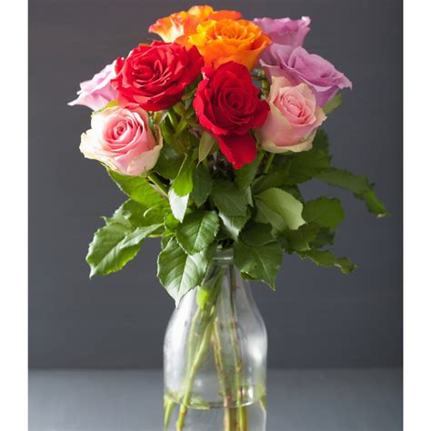 Gambar Bunga Mawar Berwarna Warni Koleksi Gambar