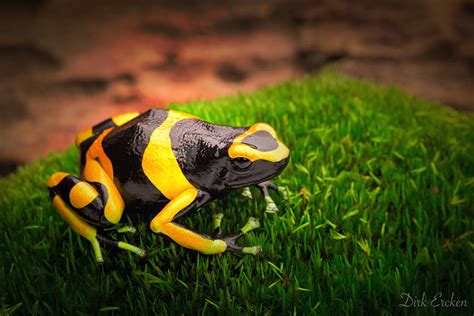 Yellow Banded Poison Dart Frog Photograph By Dirk Ercken Fine Art America
