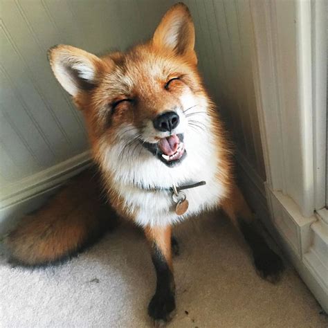Heres What Its Like To Live With Juniper The Worlds Happiest Fox