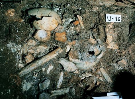 Human Fossils Sima De Los Huesos Stock Image C0295174 Science