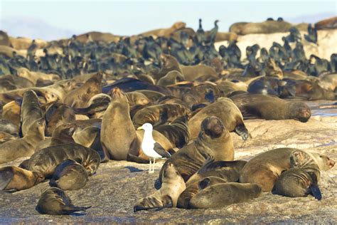Animal Islands Seven Places Where Creatures Rule Lonely Planet