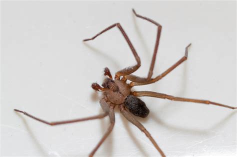 Brown Recluse Spider Photograph By Benjamin King