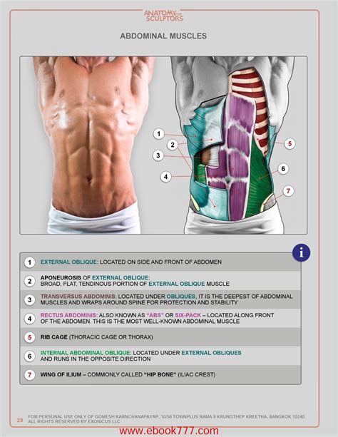 Abdominal Muscles Anatomy Body Anatomy Anatomy For Artists