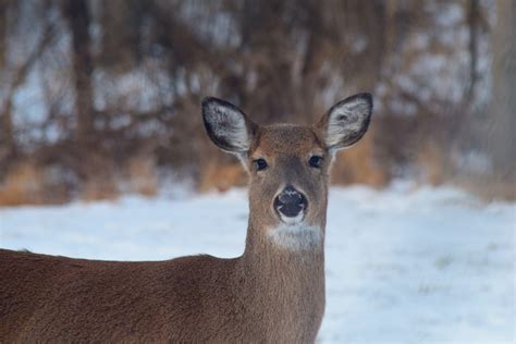 Covid In White Tailed Deer Lyme Disease Association