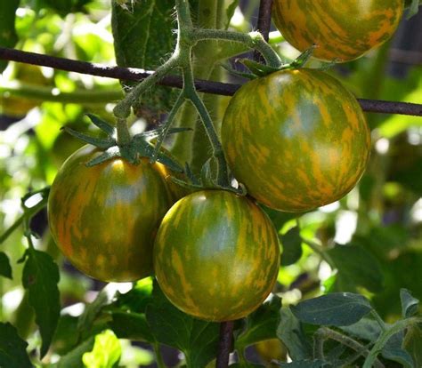 Organic Tomato Seeds Green Zebra Solanum Lycopersicum Open