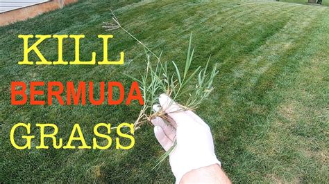 Managing Bermuda Grass Learn How To Kill Bermuda Grass In Lawns