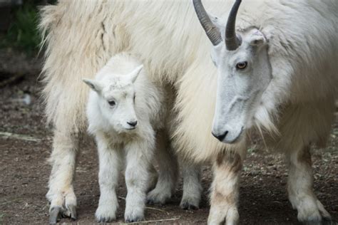 Mountain Goats Mating Season Mudfooted