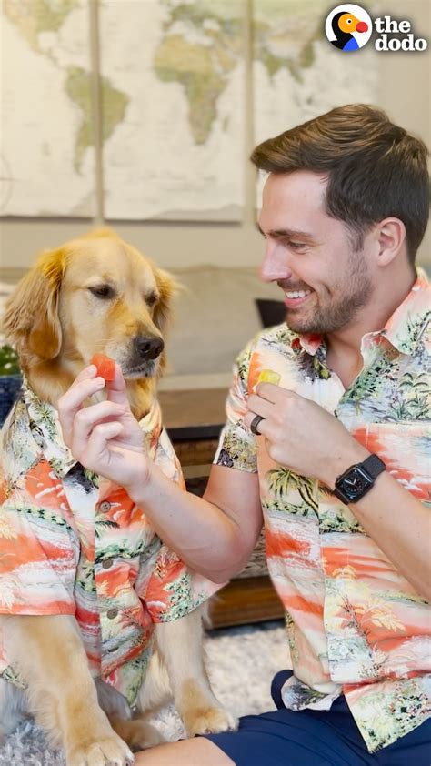 The Dodo On Twitter Guy Teaches His Golden How To Choose Between Two Foods And They Taste