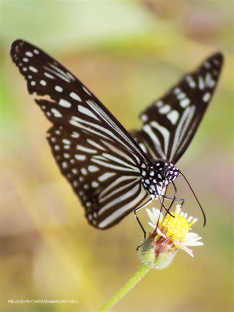Dark Glassy Tiger Butterfly Parantica Agleoides