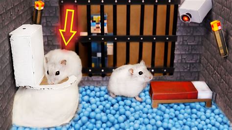 Hamster Escapes From The Minecraft Prison Maze Obstacle Course Youtube
