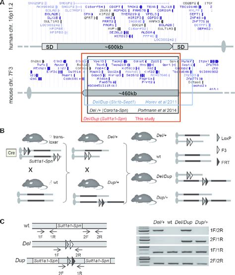 mouse models for 16p11 2 rearrangements a top human 16p11 2 region download scientific