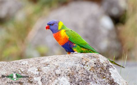 Birding Western Australia Southwest Specialties Birding Ecotours