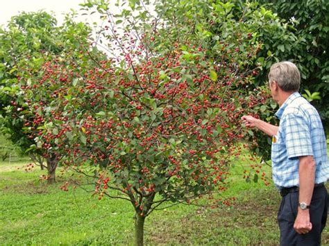 All About Dwarf Fruit Trees Stark Bros