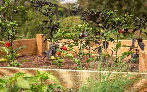 14 Secrets To Growing Your Best Raised Bed Garden Yet Laptrinhx News
