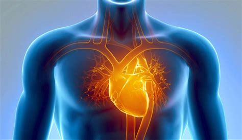What Are The Symptoms For Cardiovascular Diseases Best Treatment Tips